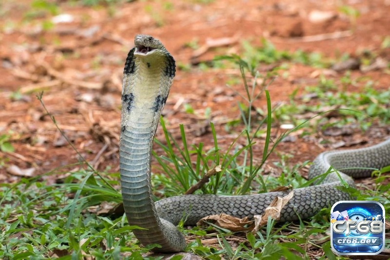 Trong phong thủy, rắn được coi là biểu tượng của sự tái sinh và tài lộc